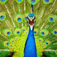 PsychoticPeacock