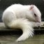 Albino Chipmunk