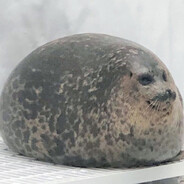 Sheisu
