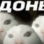 гандон 2