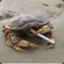 crab