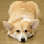 Disapproving Corgi