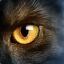Black_Cat