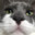Shmeow