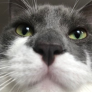 Shmeow