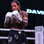 Mr.Boxer