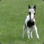 foal