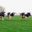 Cows Having Fun