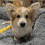 corg