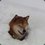 shibe シベ