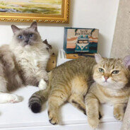 五折买个萨摩耶