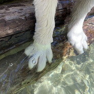 BIGpaw