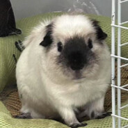 老奶爱用古代魔法