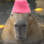 Capybara