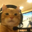 gamer cat