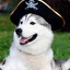 Captain Dog