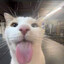 boupi