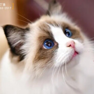 biubiubiu致命空枪