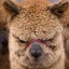 The angriest of alpacas