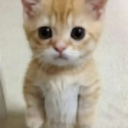 世界第一文明小可爱