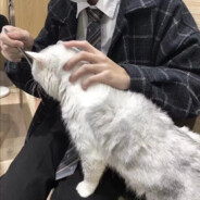 我扑你老母块西