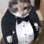 Gato Elegante