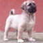 Saf Kangal