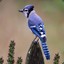 BenJayTheBlueJay