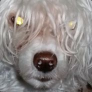 Devil Dog