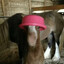 horse with pink bucket on head