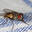 CorpulentFly