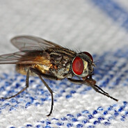 CorpulentFly