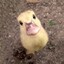The_Fluffyduck