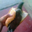 ElDomadorDePeruPalomas