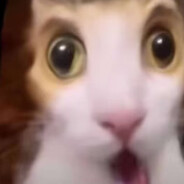 狗运何时眷顾我