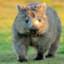 Wombat raider