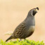 California Quail