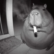 _Krzyszak_ avatar