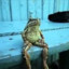 TRUSTED_FROG