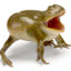 frog_jpg
