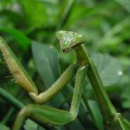 The Earthy Mantis