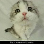 你惹人厌的玻璃心。