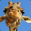 HgGiraffe