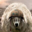 WarSheep