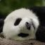 .&#039;&quot;&#039;.        ___,,,yy
