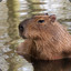 Capivara hacker