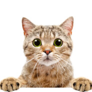 Kokkelipiima avatar
