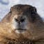 Marmot