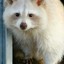 The white coon