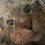 DivaFatCat